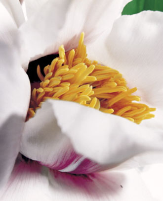 Una peonia