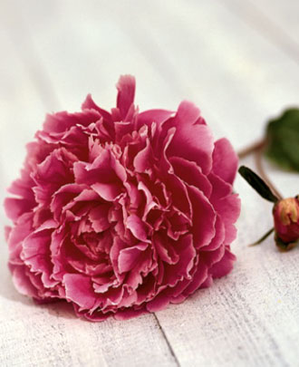 Una peonia