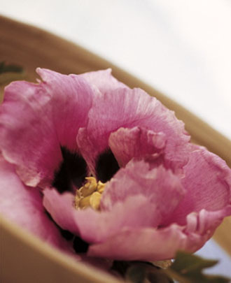 Peony flower